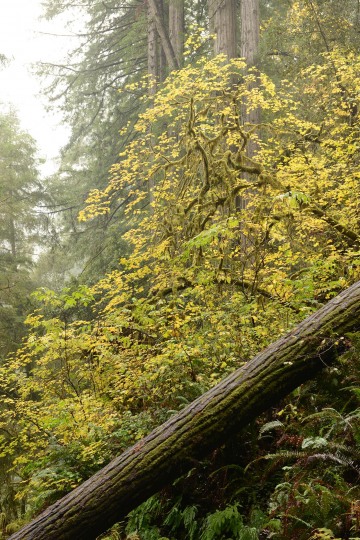 Jedediah Smith Redwoods State Park || California