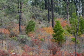 Jeffrey Pines and Incense Cedar in Fall at Eight Dollar Mountain Botanical Area || Rogue River-Siskiyou National Forest, Oregon