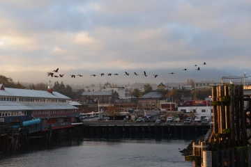 MV Coho Passenger - Vehicle Ferry || Port Angeles, WA