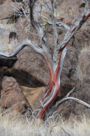 Manzanita Trunk at Eight Dollar Mountain Botanical Area || Rogue River-Siskiyou National Forest, Oregon