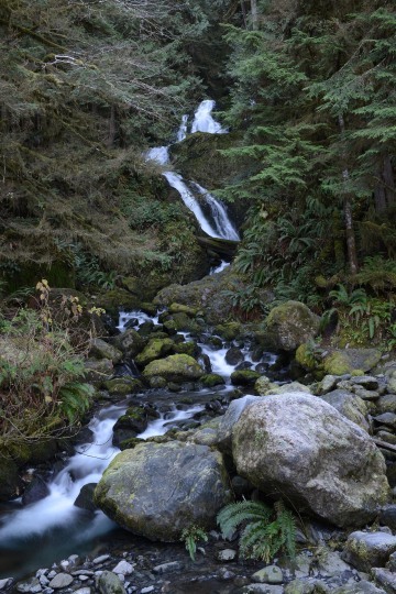 Merriman Creek || Olympic National Park, Washington