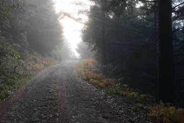 Morning Light in Rogue River-Siskiyou National Forest || Oregon