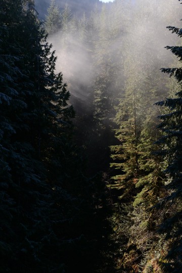 Morning Sun in Lake Quinault || Olympic National Park, Washington