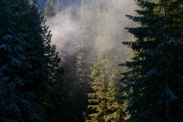 Morning Sun in Lake Quinault || Olympic National Park, Washington