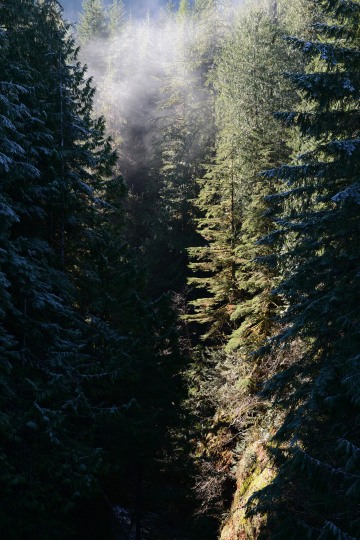 Morning Sun in Lake Quinault || Olympic National Park, Washington