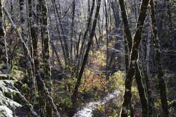 Rain Forest of Lake Quinault || Olympic National Park, Washington