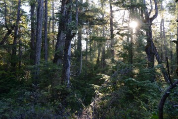 Rainforest Trail || Ucluelet, BC, Canada