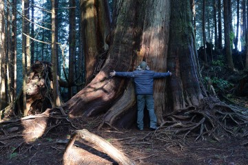 Rainforest Trail || Ucluelet, BC, Canada