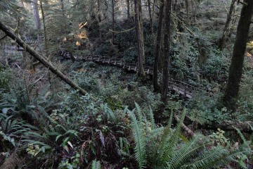 Rainforest Trail || Ucluelet, BC, Canada