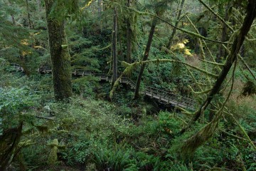 Rainforest Trail || Ucluelet, BC, Canada