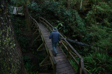 Rainforest Trail || Ucluelet, BC, Canada