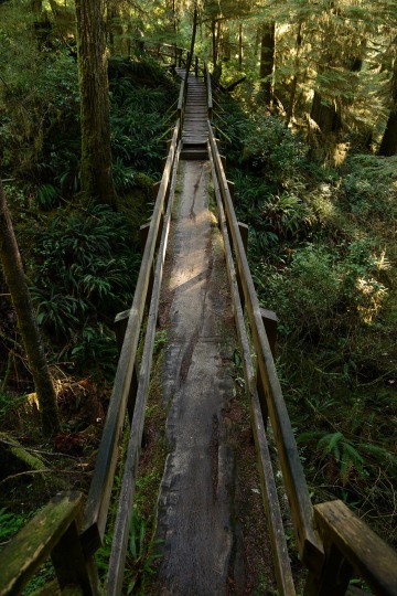 Rainforest Trail || Ucluelet, BC, Canada