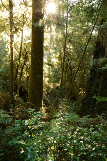 Rainforest Trail || Ucluelet, BC, Canada