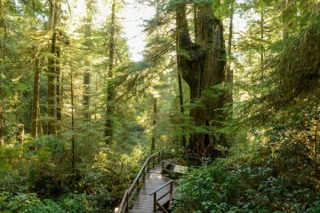 Rainforest Trail || Ucluelet, BC, Canada