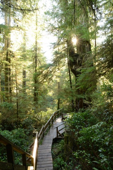 Rainforest Trail || Ucluelet, BC, Canada