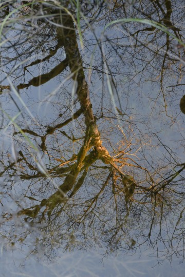 Reflections || Lake Quinault, Washington