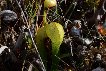 Serpentine Darlingtonia Wetlands at Eight Dollar Mountain Botanical Area || Rogue River-Siskiyou National Forest, Oregon