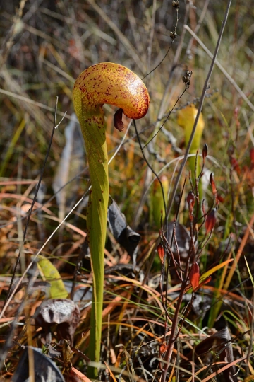 Serpentine Darlingtonia Wetlands at Eight Dollar Mountain Botanical Area || Rogue River-Siskiyou National Forest, Oregon