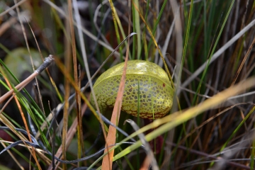 Serpentine Darlingtonia Wetlands at Eight Dollar Mountain Botanical Area || Rogue River-Siskiyou National Forest, Oregon