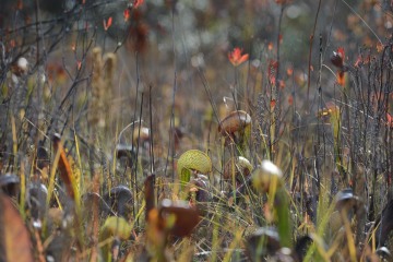 Serpentine Darlingtonia Wetlands at Eight Dollar Mountain Botanical Area || Rogue River-Siskiyou National Forest, Oregon