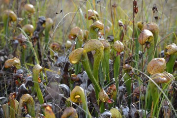 Serpentine Darlingtonia Wetlands at Eight Dollar Mountain Botanical Area || Rogue River-Siskiyou National Forest, Oregon