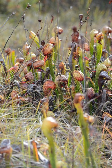 Serpentine Darlingtonia Wetlands at Eight Dollar Mountain Botanical Area || Rogue River-Siskiyou National Forest, Oregon
