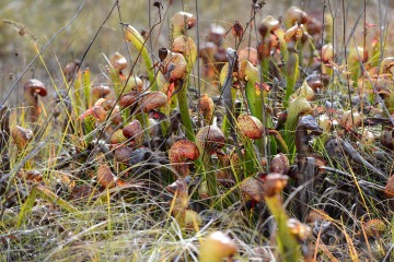 Serpentine Darlingtonia Wetlands at Eight Dollar Mountain Botanical Area || Rogue River-Siskiyou National Forest, Oregon