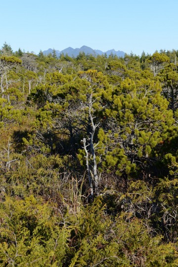 Shorepine Bog Trail || Ucluelet, BC, Canada