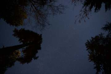 Stars over Lake Quinault || Olympic National Park, WA