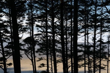 Sunrise through the Trees at Ecola State Park || Cannon Beach, OR