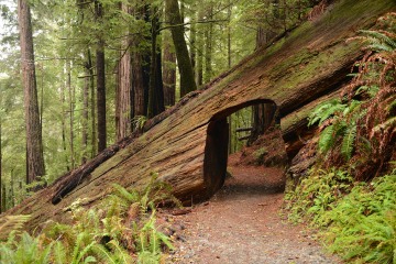 Tall Trees Grove || Redwood National and State Parks, CA