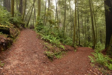 Tall Trees Grove || Redwood National and State Parks, CA