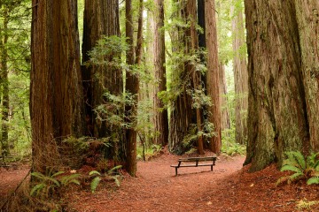 Tall Trees Grove || Redwood National and State Parks, CA