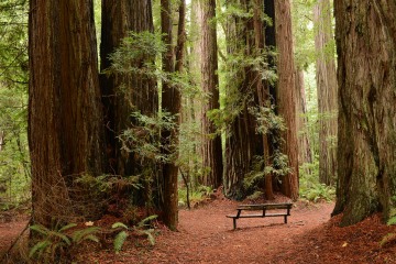 Tall Trees Grove || Redwood National and State Parks, CA