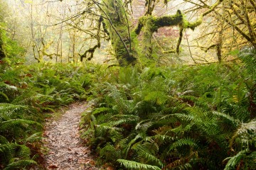 Tall Trees Grove || Redwood National and State Parks, CA