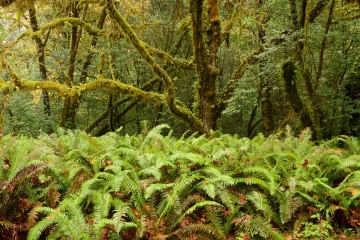 Tall Trees Grove || Redwood National and State Parks, CA