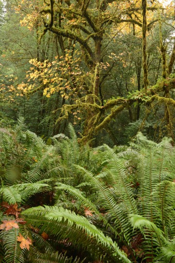 Tall Trees Grove || Redwood National and State Parks, CA