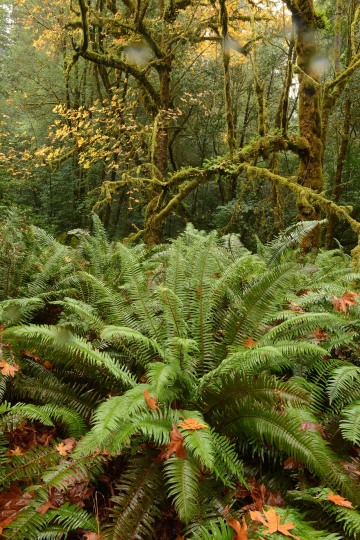 Tall Trees Grove || Redwood National and State Parks, CA