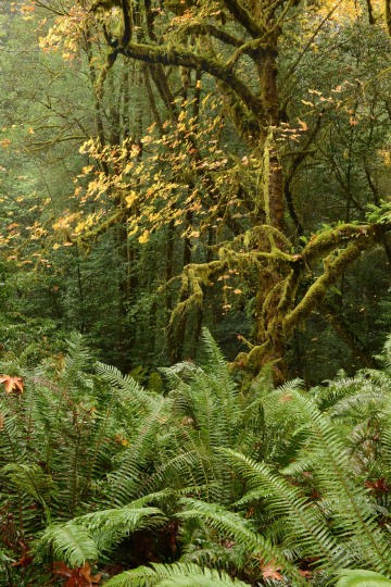 Tall Trees Grove || Redwood National and State Parks, CA