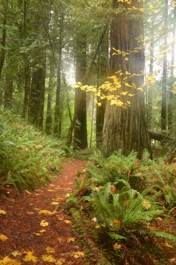 Tall Trees Grove || Redwood National and State Parks, CA
