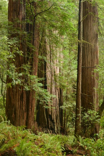 Tall Trees Grove || Redwood National and State Parks, CA