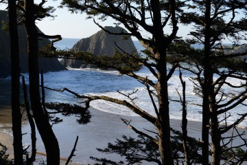 Through the Pines at Ecola State Park || Cannon Beach, OR