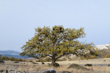 Tree in First Snow || Cascade-Siskiyou National Monument, Oregon