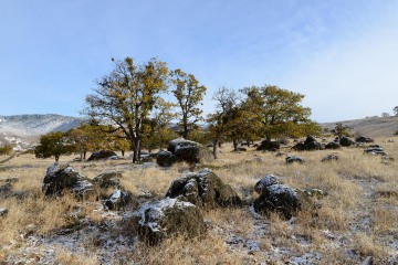 Trees and Rocks in First Snow || Cascade-Siskiyou National Monument, Oregon
