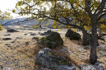 Trees and Rocks in First Snow || Cascade-Siskiyou National Monument, Oregon