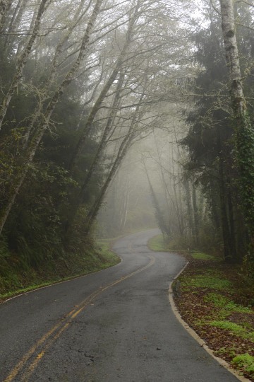 Tunnel of Trees along Newton B. Drury Scenic Pkwy || Prairie Creek Redwoods State Park, CA