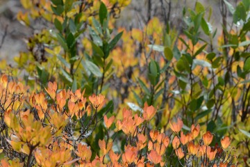 Western Azalea in Fall at Eight Dollar Mountain Botanical Area || Rogue River-Siskiyou National Forest, Oregon
