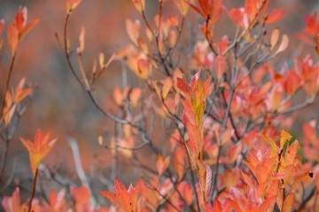 Western Azalea in Fall at Eight Dollar Mountain Botanical Area || Rogue River-Siskiyou National Forest, Oregon