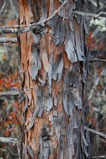 Western Juniper Bark at Eight Dollar Mountain Botanical Area || Rogue River-Siskiyou National Forest, Oregon