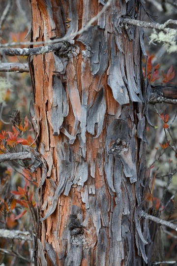 Western Juniper Bark at Eight Dollar Mountain Botanical Area || Rogue River-Siskiyou National Forest, Oregon